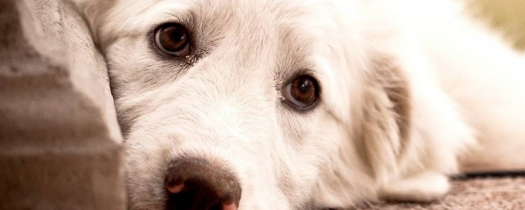 狗狗发情期情绪变化 母犬要格外关注哦！