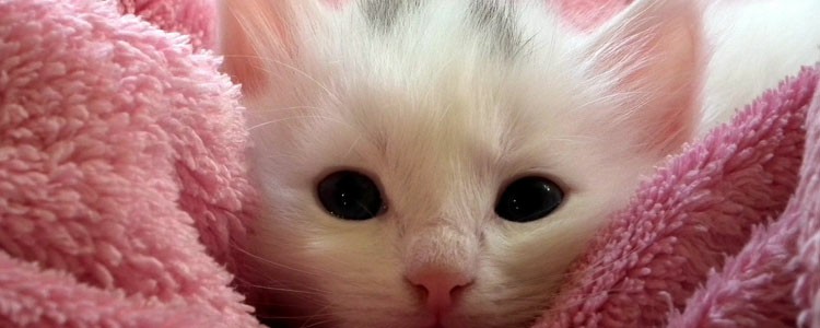 猫不想养了怎么办 千万不要随意丢弃猫咪！