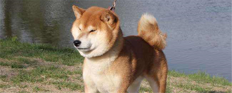 向往的生活里的狗狗是什么品种 柴犬这种狗好养吗