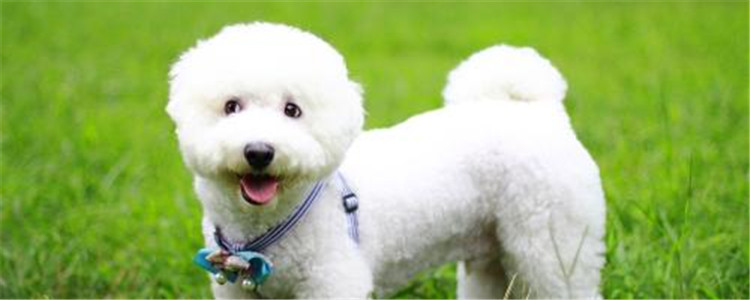 为什么比熊养公不养母 公比熊哪里比母比熊好？