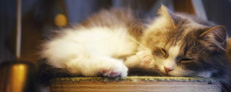 猫不亲人不想养了 有这几种解决办法