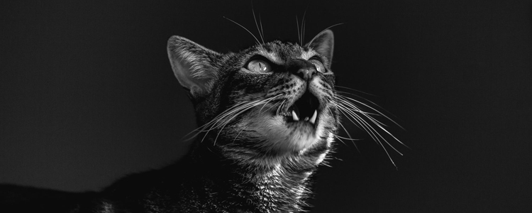 猫肛门白色米粒 可能是绦虫卵!