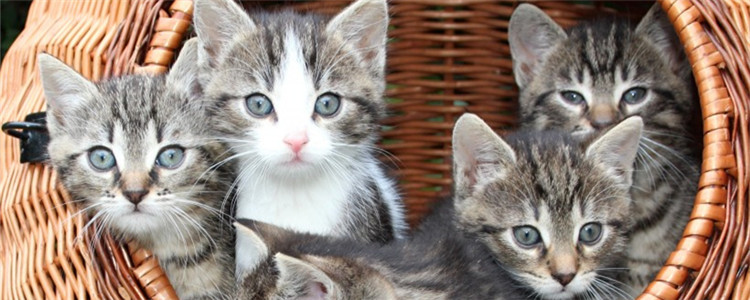 大猫和小猫能一起养吗 大猫会欺负小猫吗