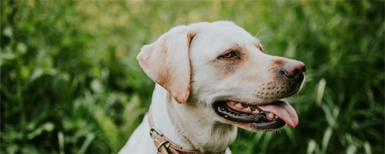 两条狗屁股粘到一块 它们这是在干什么