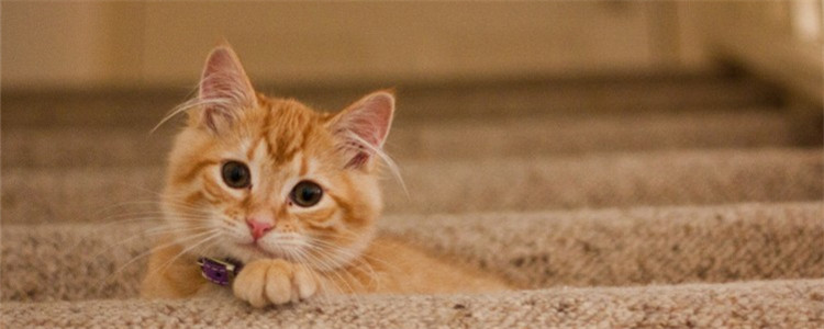 公猫绝育之后还是会骑 是公猫没有绝育干净吗