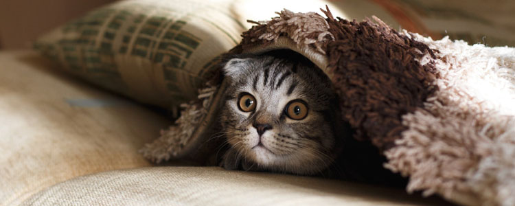 猫耳朵边缘发黑 是不是感染了耳螨
