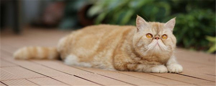 加菲猫流眼泪正常吗 加菲猫流眼泪是品种原因吗