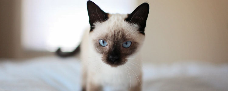 猫角膜溃疡 如何正确治疗护理