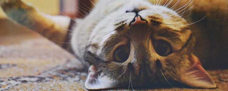 猫鼻子上有结痂 可能是猫藓!