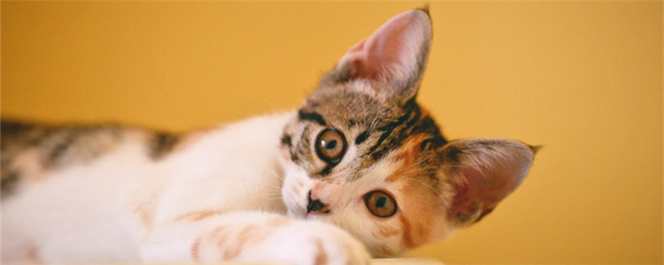 在猫咖被猫抓了怎么办 被猫咖的猫抓伤需要打狂犬吗