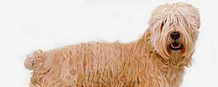 狗狗太热了会怎么表现 夏天要预防狗狗中暑哦！