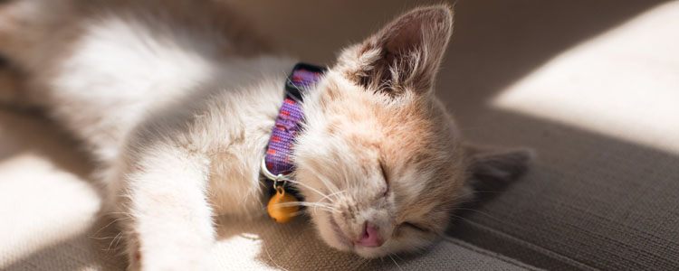 猫腿瘸一般多久恢复 与治疗护理有关