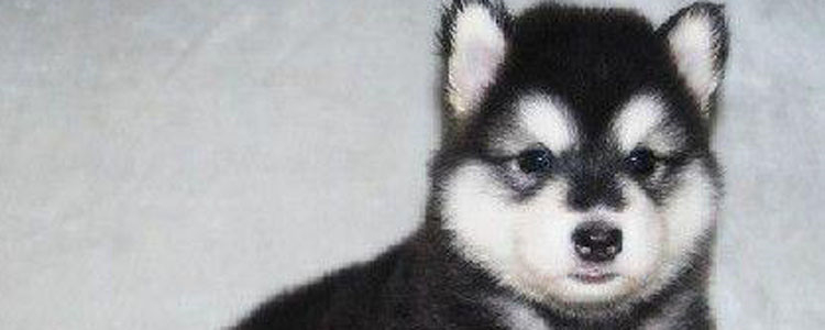 狗狗指甲出血会自愈吗 狗狗的自愈能力很强哦！