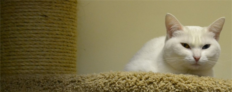 养猫之后身上隐隐的痒 导致骚痒的原因可能是这三个