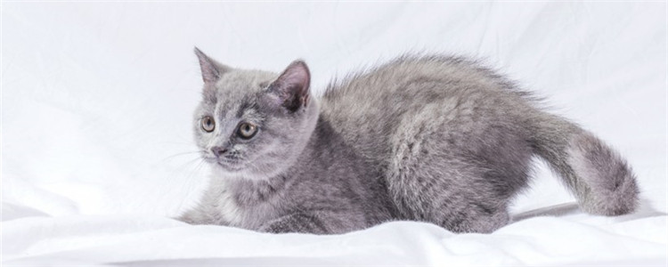 养猫养到心寒 没责任心的最好别饲养