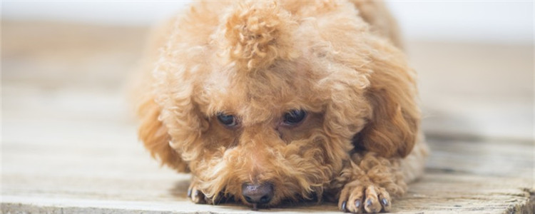 小泰迪能吃桃子吗 给小泰迪吃桃子一定要多注意