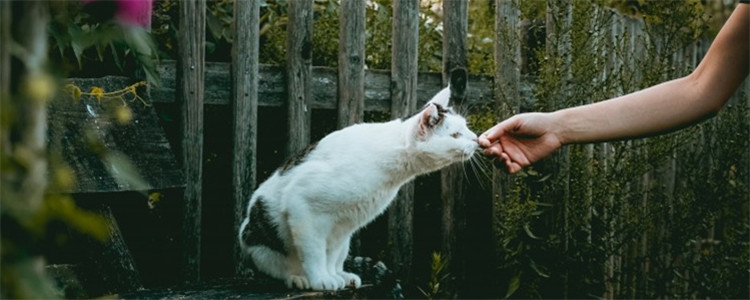 如何让猫认为你是主人 想被猫咪认可需要有耐心