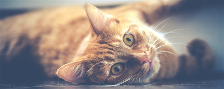 如何撸猫 撸什么部位猫咪会觉得舒服