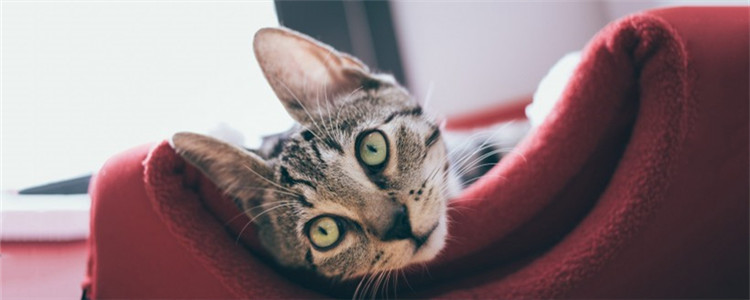 如何正确撸猫 猫咪的什么部位不能随便撸