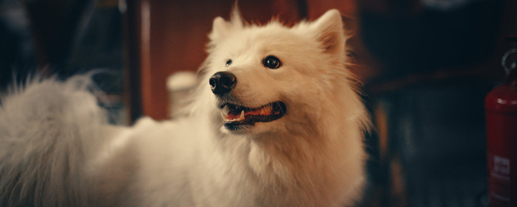 狗狗用硫磺皂使用方法 记得一定要稀释哦！