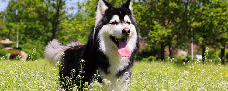 狗狗真菌怎样算痊愈 痊愈后要注意卫生哦！