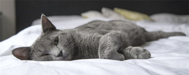 天气热猫咪胃口不好 夏季饮食最好以清淡为主