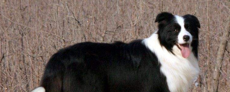 怎么判断狗狗神经损伤 狗狗的神经损伤你都了解了吗？