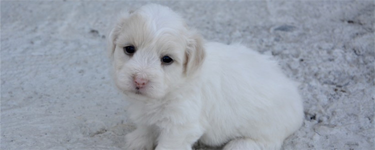 小狗一天不吃饭有事吗 小狗会被饿死吗