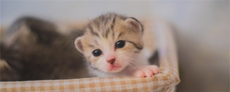 小猫想念猫妈妈的表现 小猫想念猫妈妈会怎么样