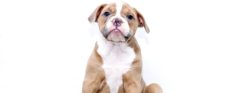 博汪狗粮可以搭配别的什么狗粮