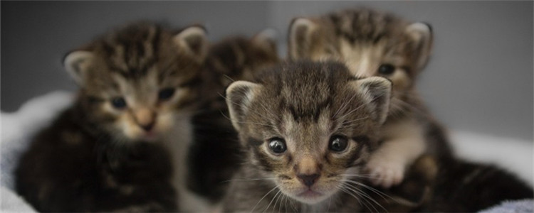 小奶猫拉肚子 导致小奶猫拉肚子的原因是什么