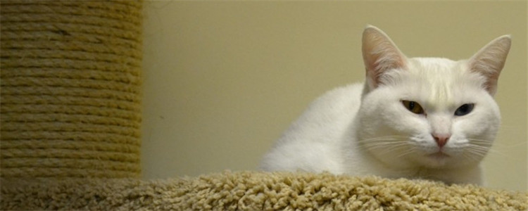 小猫用头蹭你什么意思 你家的小猫喜欢蹭你吗