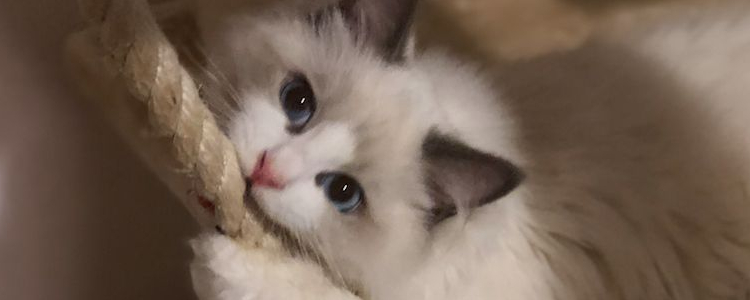 国产猫粮哪个好 这几款用实力消除你对国产粮的偏见