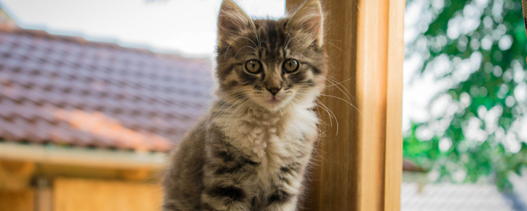 国产猫粮哪种好 如何选择优质性价比的猫粮?