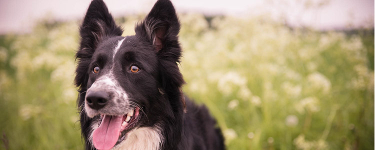 博汪狗粮配方 真的是天然优质国产良心粮吗