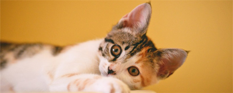 博汪猫粮不吃怎么办 该如何正确喂食博汪猫粮