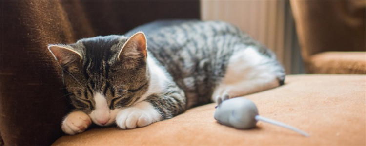 博汪猫粮混着什么好 营养膏可以和猫粮一起吃