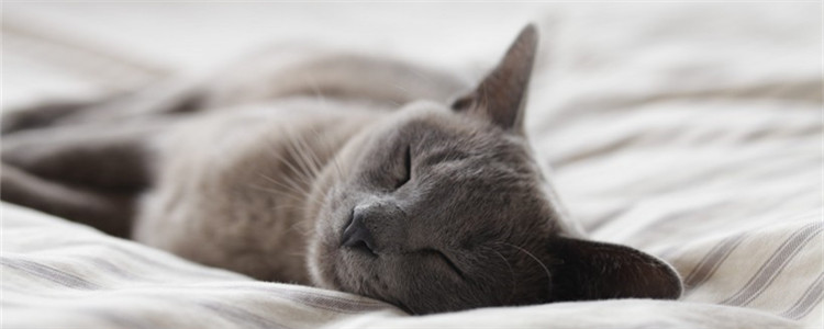 博汪猫粮黑下巴吗 和油性大的猫粮说拜拜