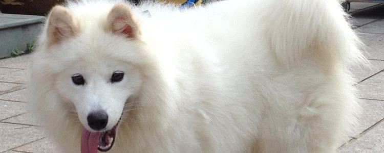 狗狗来大姨妈注意什么 狗狗来大姨妈也要精心呵护哦！