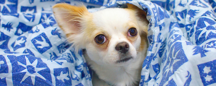 狗狗几岁发情 正常狗狗8个月就会发情哦！