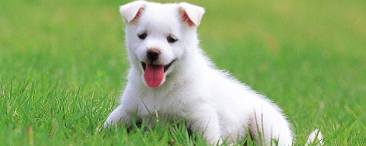 给狗狗绝育好吗 给狗狗绝育好处多着呢！