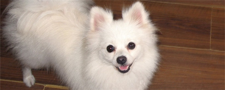 2个月博美一次喂几颗 最好给狗狗吃软粮