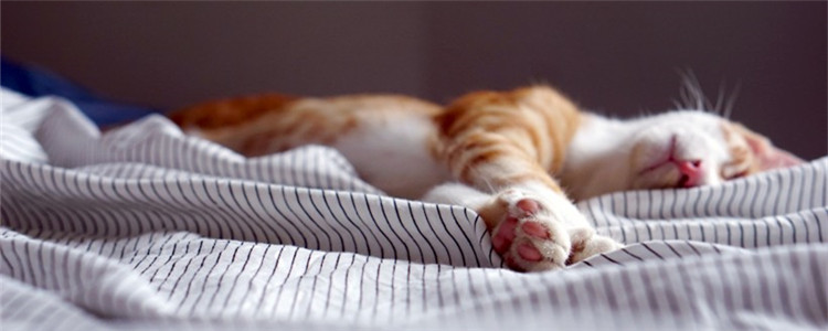 2个月小猫拉稀带血 小猫到底是怎么了