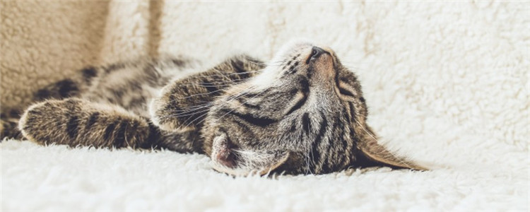 3个月小猫的正常体重 体重有波动是正常的