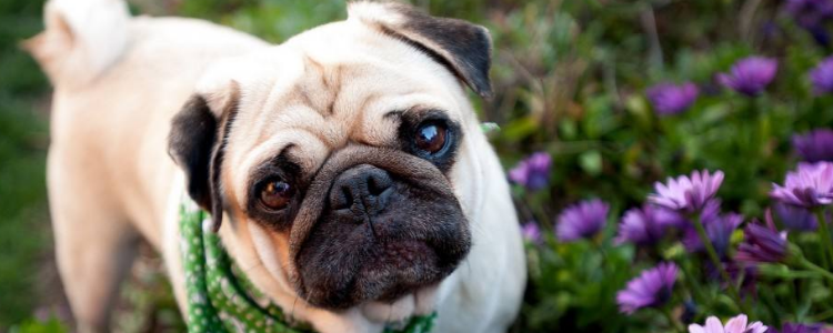 巴哥犬死前表现 巴哥犬死之前的表现你都知道了吗?