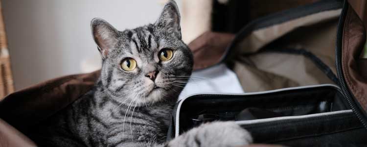 被猫抓出血了要打狂犬疫苗吗 狂犬疫苗并不是非打不可!