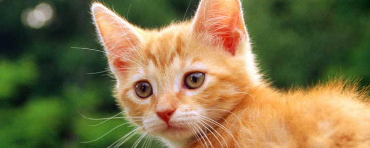 被猫抓出了一点点血 比打针更重要的是伤口消毒