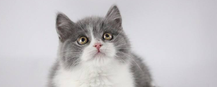 被猫抓出血要打破伤风吗 如何正确处理伤口?