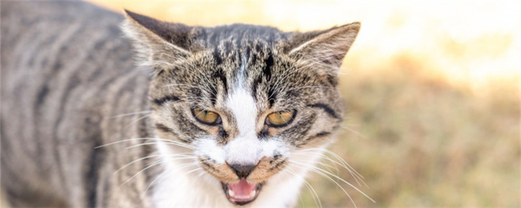 为什么不能喂流浪猫 请不要喂养流浪猫