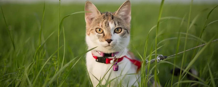 被猫抓出血要打疫苗吗? 并不是每只猫都会传染狂犬病!